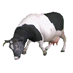 Cow