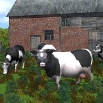 Cow