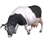 Cow