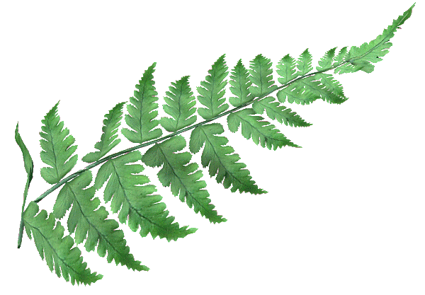 Fern