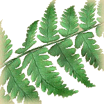 Fern