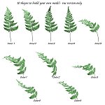 Fern