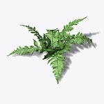 Fern