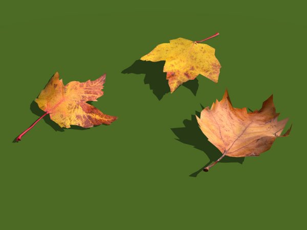 Autumn Maple Leaves