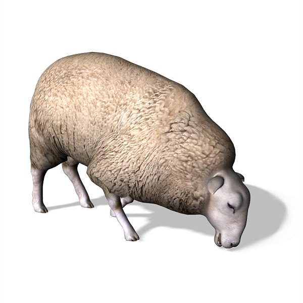 Sheep