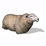 Sheep