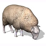 Sheep