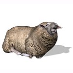 Sheep